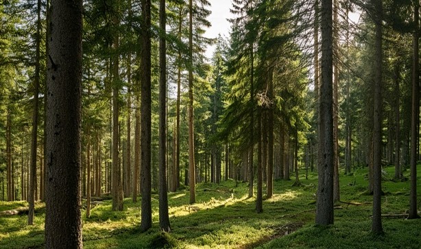spruce forest photo 43922s